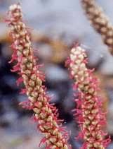 Image result for Hydrostachys insignis
