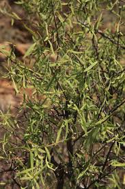 Image result for Euphorbia matabelensis