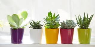 Echeveria, sedum, haworthia, and more indoor & outdoor hardy succulents for sale. Succulent Plants Diy