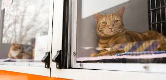 Cat adoption team (cat) is the largest cat shelter in the pacific northwest dedicated to finding a. Mobile Adoption Calendar Locations Nyc Aspca
