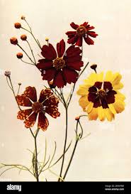 Image result for Triceratella drummondii