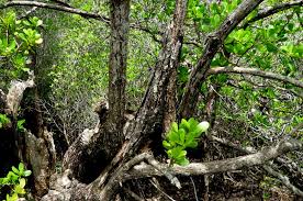 Image result for Lumnitzera racemosa