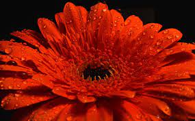 Gerbera Daisy Single Flower Gerbera Daisy Perennial Flowering Plants