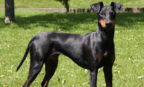 The manchester terrier is a medium sized dog with a streamlined body and a keen expression the manchester terrier is an agile and a cunning breed. Startseite Blackthumb