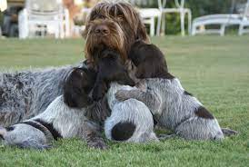Buy or research wirehaired pointing griffon puppies. Rockbridge Kennels Home Facebook