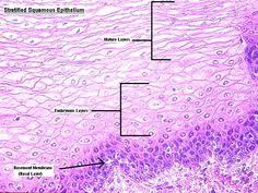 Maybe you would like to learn more about one of these? 13 Stratified Squamous Epithelium Ideas Stratified Squamous Epithelium Squamous Anatomy And Physiology