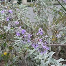 Image result for Salvia stenophylla