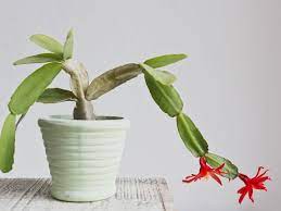 Christmas cactus look great on display at home and they make ideal christmas gifts, too. Christmas Cactus Care The Complete Guide