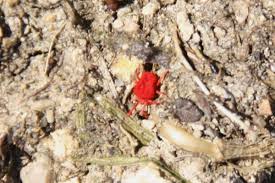 Rote Spinne Panonychus Ulmi Donauworth Myheimat De