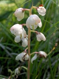 Image result for Rinorea elliptica