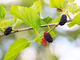 Both the boysenberry and blackberry are high in nutrients. 15 Lesser Known Berries You Should Try
