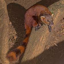 These species were previously included in the genus lutra, together with the eurasian otter, but they have now been moved to a separate genus.the genus comprises four living and one known fossil species: Ring Tailed Mongoose Wikidata