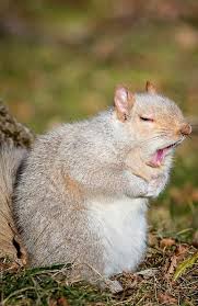 Time For A Nap Animals Beautiful Funny Animals Squirrel Pictures