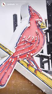 Stl Cardinals Birds On The Bat Winter Bird On The Bat St Cardinals Stl Cardinals Cardinals Baseball