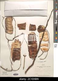 Image result for Entada abyssinica