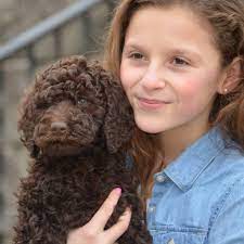 Click on the pictures below to view large versions. Chocolate Labradoodles Home Facebook