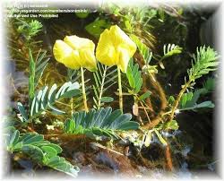 Image result for Aeschynomene sensitiva