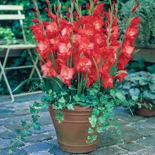 Image result for Gladiolus melleri