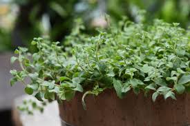 Don't let containers dry out, but oregano doesn't like too much water either. Growing Oregano Care Tips More Kellogg Garden Organics