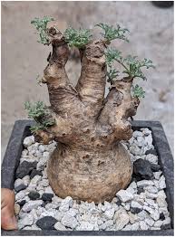 Image result for Cyphostemma barbosae