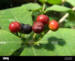 Image result for Rauvolfia vomitoria