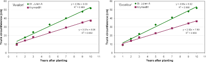 Maybe you would like to learn more about one of these? Krymsk 1 Vva 1 A Dwarfing Rootstock Suitable For High Density Plum Orchards In The Netherlands Semantic Scholar