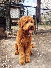 F1 golden doodles typically have straight to wavy coats, whereas f1b golden doodles end up on the curlier. Daisey S Doodles Seattle F1 Medium Goldendoodles With Lucy