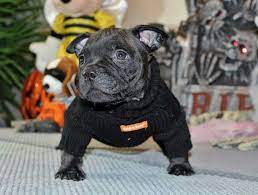 American Pocket Bully S Black Out Micro Mini Bully Call Text 3615001514 Www Americanpocketbully Com Pocket Bully American Bully Puppies