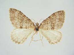 Image result for Entephria caesiata