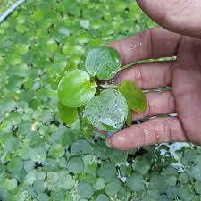 Cryptocoryne wendtii adalah tanaman akuarium latar depan yang sempurna untuk akuarium dengan air yang sedikit lebih keras, tetapi akan tumbuh di sebagian besar kondisi air akuarium. Tanaman Air Progbit Hgra Perbungkus Isi Banyak Shopee Indonesia