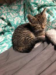 Get a ragdoll, bengal, siamese and more 3 adorable grey tabby kittens ready for their new homes. 8 Week Old Tabby Kitten Feeding Thecatsite