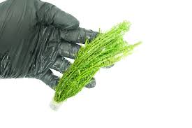 Image result for Mayaca