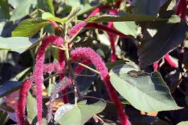 Image result for Acalypha lanceolata