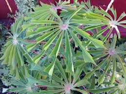 Image result for Manihot