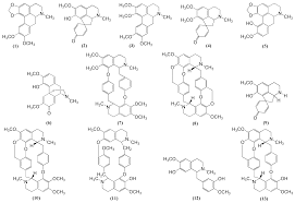 Image result for Cissampelos torulosa