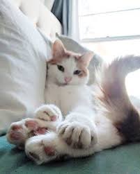More than a click and treat! Little Beans Cat Cats Pet Pets Animal Animals Fluffy Beautiful Homecat Pets Pet Care Pet Medications