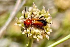 Image result for Buchnera chimanimaniensis