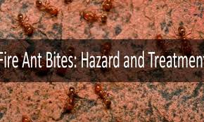 It itches and left a bunch of bumps. Best Fire Ant Bites Treatment What To Do If You Are Bitten