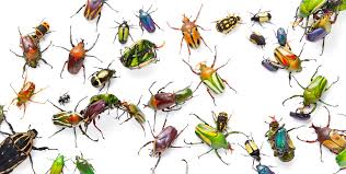 Wearing insect repellent can be a deterrent. Identifying A Bug Vs Insect