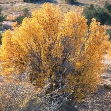 Serviceberry trees display white blooms just before their foliage emerges in early spring, offering some of the earliest sources of nectar for pollinators. Amelanchier Utahensis Utah Service Berry High Country Gardens
