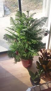 It was been repotted last summer, kind a.i really cut back some of its over grown roots, and knocked off a lot of old soil and replanted it with new soil in the pot i had it in from the start. Just Picked Up This Gorgeous Norfolk Island Pine Christmas Tree Check Houseplants