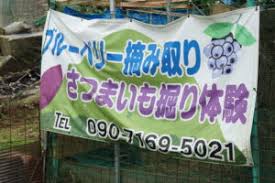 世界中のブルーベリーが楽しめる農園｜野呂高原ブルーベリー | せとうちskip（スキップ）観光グルメガイドマップ さん