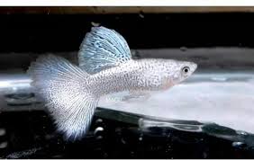 Silver Lace Male Guppy Bred In Thailand Guppy Fish Guppy Betta Aquarium