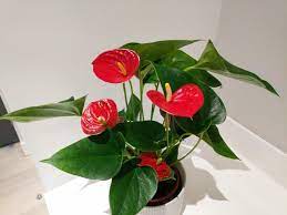 Proper anthurium care is easy; How To Care For Anthurium The Easy Way Flamingo Flower Smart Garden Guide