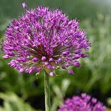 Buy Allium Allium Hollandicum Purple Sensation 7 99 Delivery By Crocus Purple Allium Deep Purple