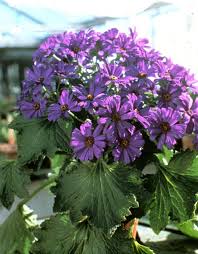 Image result for Cineraria