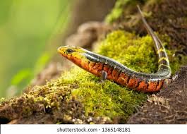 Image result for Diplocyclos tenuis