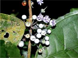 Image result for Memecylon sp. D