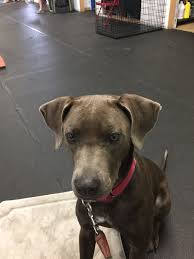 Blue heeler puppies for sale. Dog For Adoption Iris A Blue Lacy In Burleson Tx Petfinder