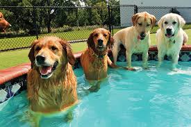 Pet friendly hotels, resorts and accommodations in orlando. Best Of Orl 2019 Kids Pets Orlando Magazine